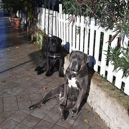 Abracadabra לינה וארוחת בוקר ראבנה